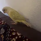 طير كنيور نادر