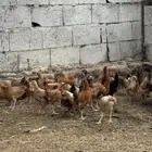 دجاج بلدي نظيف