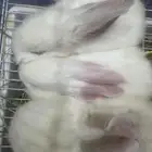 ارانب لبيع