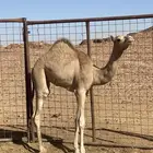قعود