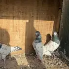 حم ام باكستاني