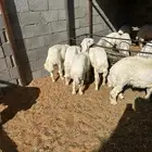 خرفان حريه اعمارها 3-4 شهور عدد 20 البيع جمله وتفريد