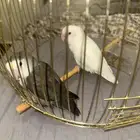 روز للبيع 2