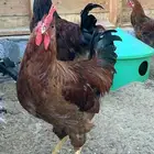 ديك فرنسي