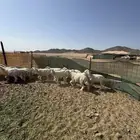 ذبايح حرية مع توصيل وذبح