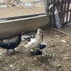 بط مسكوفي منتج