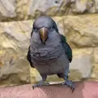 كويكر متكلم تم البيع