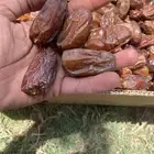 صفري حبه كبير