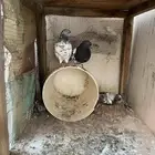 حمام بكستاني