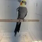 للبيع كروان اليف متكلم ذكر