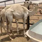 شرق الرياض