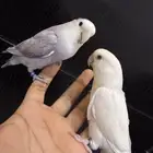 للبيع جوز روز فاخر عليه عرض يوم العيد