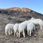 للبيع طليان حري مقفله شحم تب التب