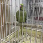 دره ذكر