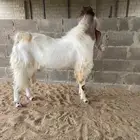 تيس هلندي من مراح المملكه