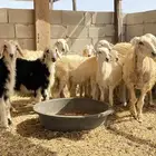 رخال حرية طيبه مقاني فواخر عمر 5-8 شهور