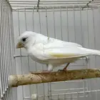 انثى كناري تم البيع