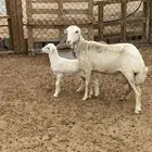 نعجه سديس عليها رخل
