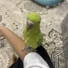 دره الهندي هدد داخلي