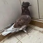 انثا ذبني