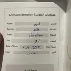 قطط سكوتش للبيع