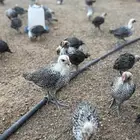 صوص دجاج فيومي سوبر جامبو