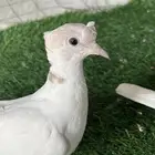 حمام ياكريم كلر هد دبل كرست