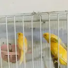زوجين كناري وزوجين طيور بادجي