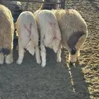 طليان نعيم وحري ذبايح للمناسبات والزواجات ذبح وتوصيل مجانا