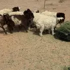بهم نعيم للبيع