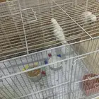 عصافير روز