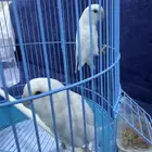 زوج روز ألبينو عيون حمراء جاهز للإنتاج