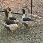 وز للبيع 2 اناثي 2 ذكور