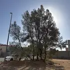 اثله