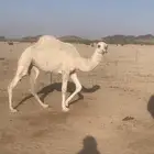 بكره حقه