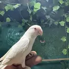 روز البينو اليف وهدد