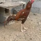 ديك باكستاني للبيع