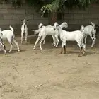 خبيش بيشيات ع مستوى فاخر
