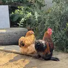 دجاج كوشن قزم