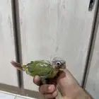 فرخ كنيور انناس