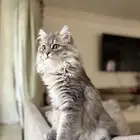 قط للبيع