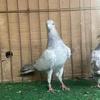 باكستاني قولدن سلتي(تم البيع)