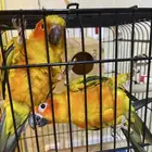 زوج صن كنيور ببغاء للبيع وسعر قابل للتفاوض الصامل