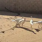 طقم دجاج رومي
