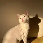 للتبني
