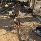 للبيع دجاج بياض