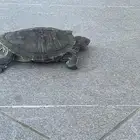 سلحفاة برمائية للبيع