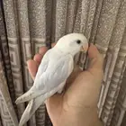 روز الليف تم البيع