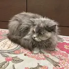 قطه شيرازي انثى للتبني