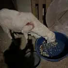 نقل مواشي إلى مكة جدة طايف اونيت